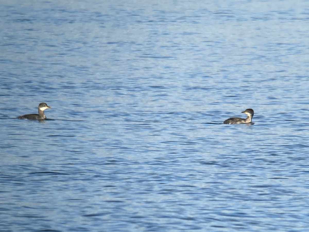 Red-necked Grebe - ML596395201
