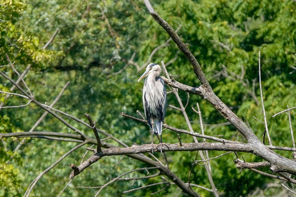 Great Blue Heron - ML596398061