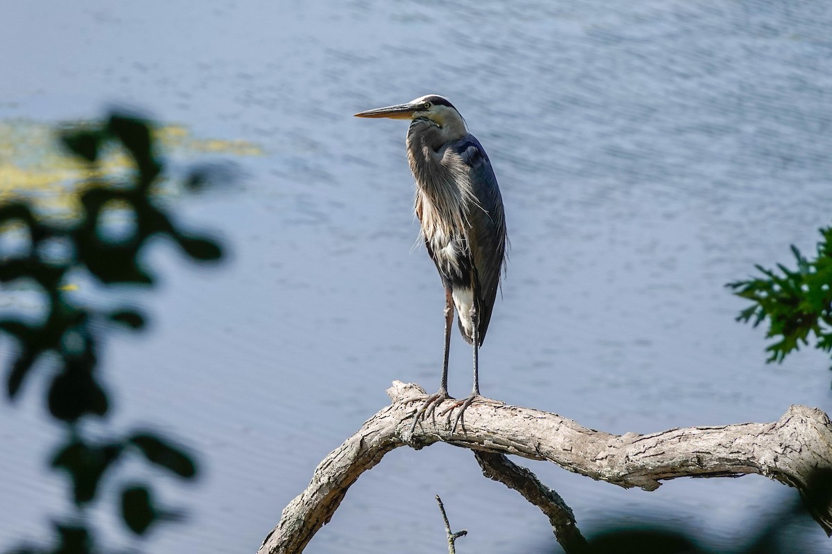 Garza Azulada - ML596398071