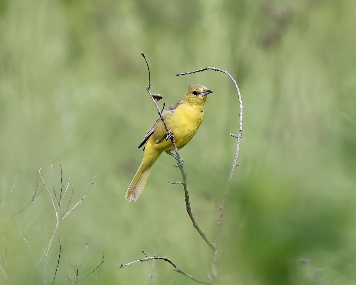 Orchard Oriole - ML596399941