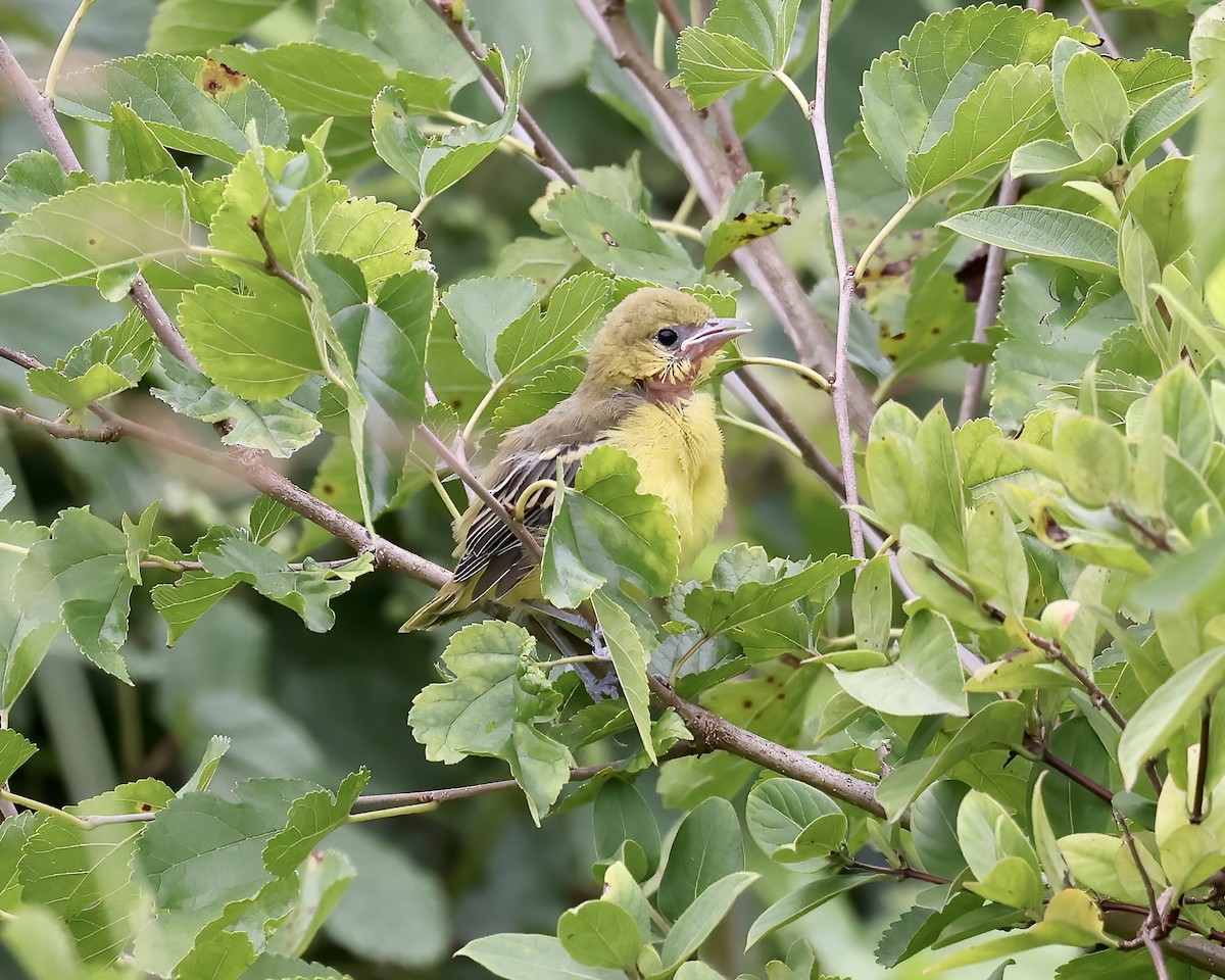 Orchard Oriole - ML596399951