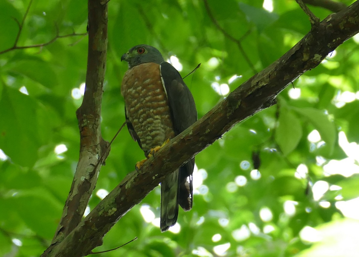 Double-toothed Kite - Christina Riehl