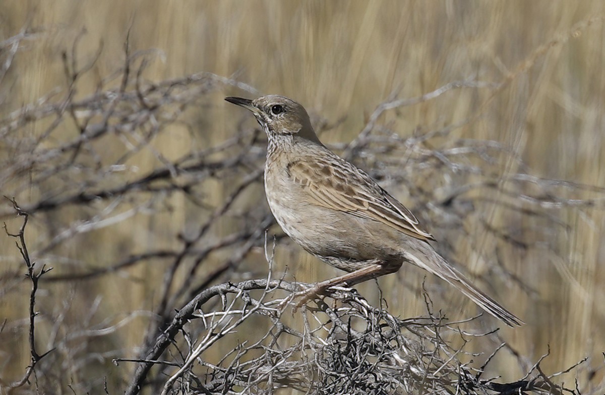 Brown Songlark - Laura Keene