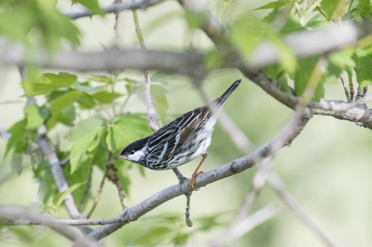 Blackpoll Warbler - ML59640181