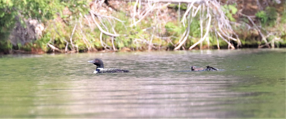 Common Loon - ML596401971