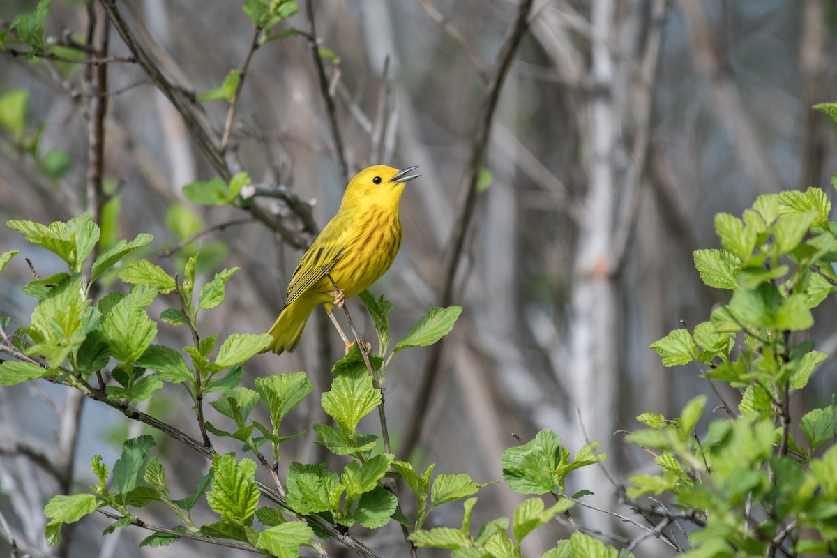 Northern Yellow Warbler - Simon Boivin