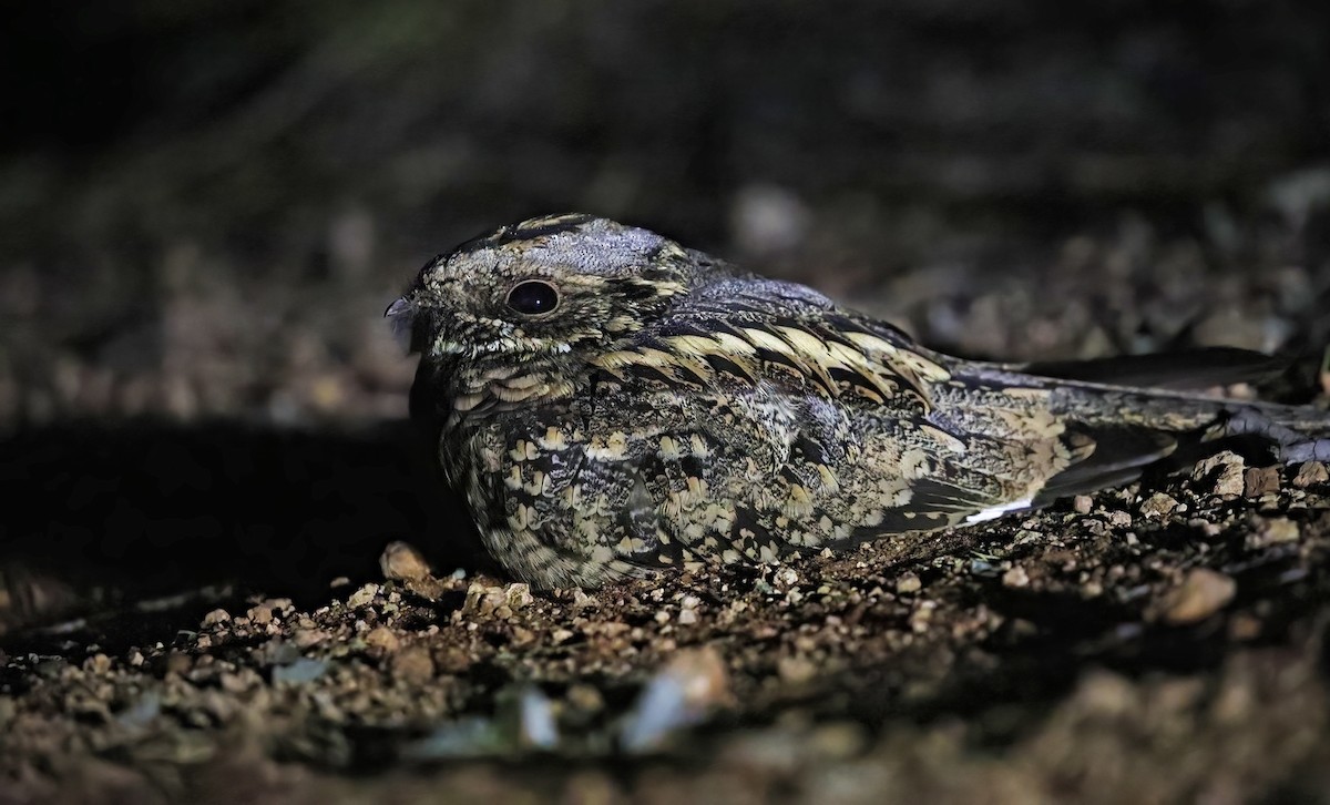 Spotted Nightjar - ML596402301