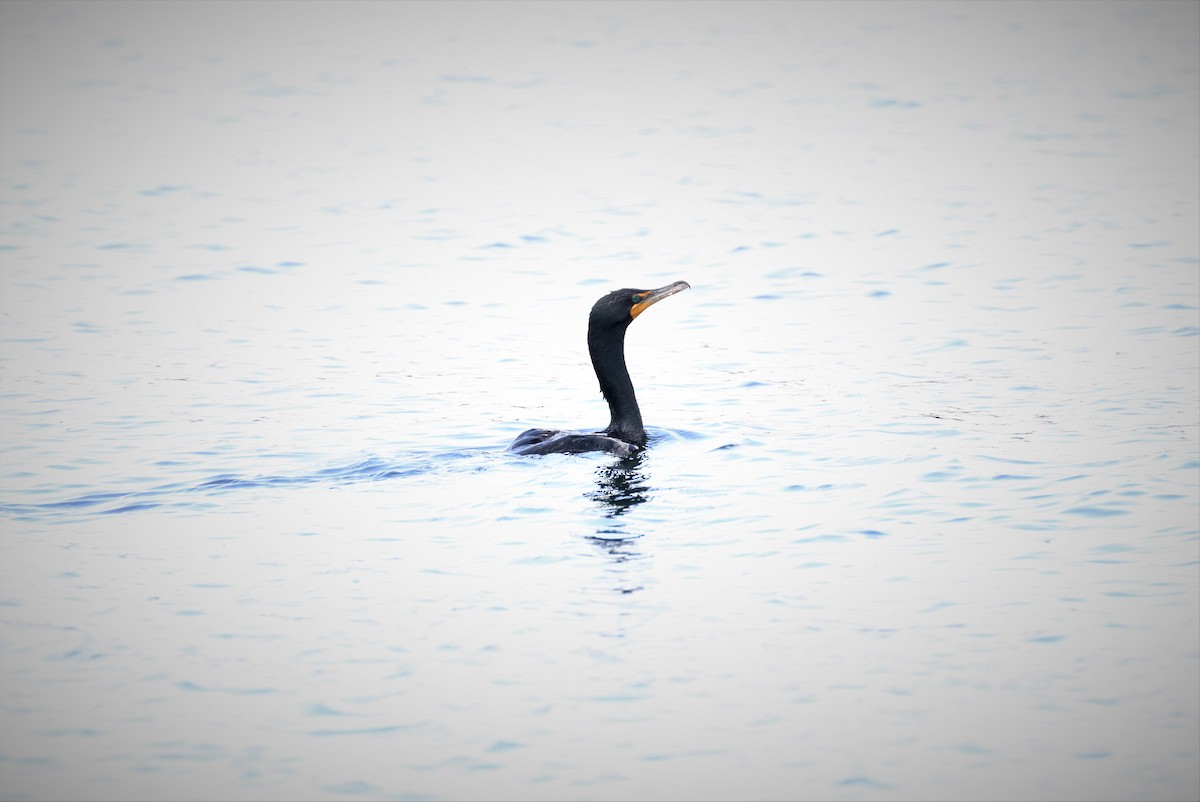 Double-crested Cormorant - ML596402431