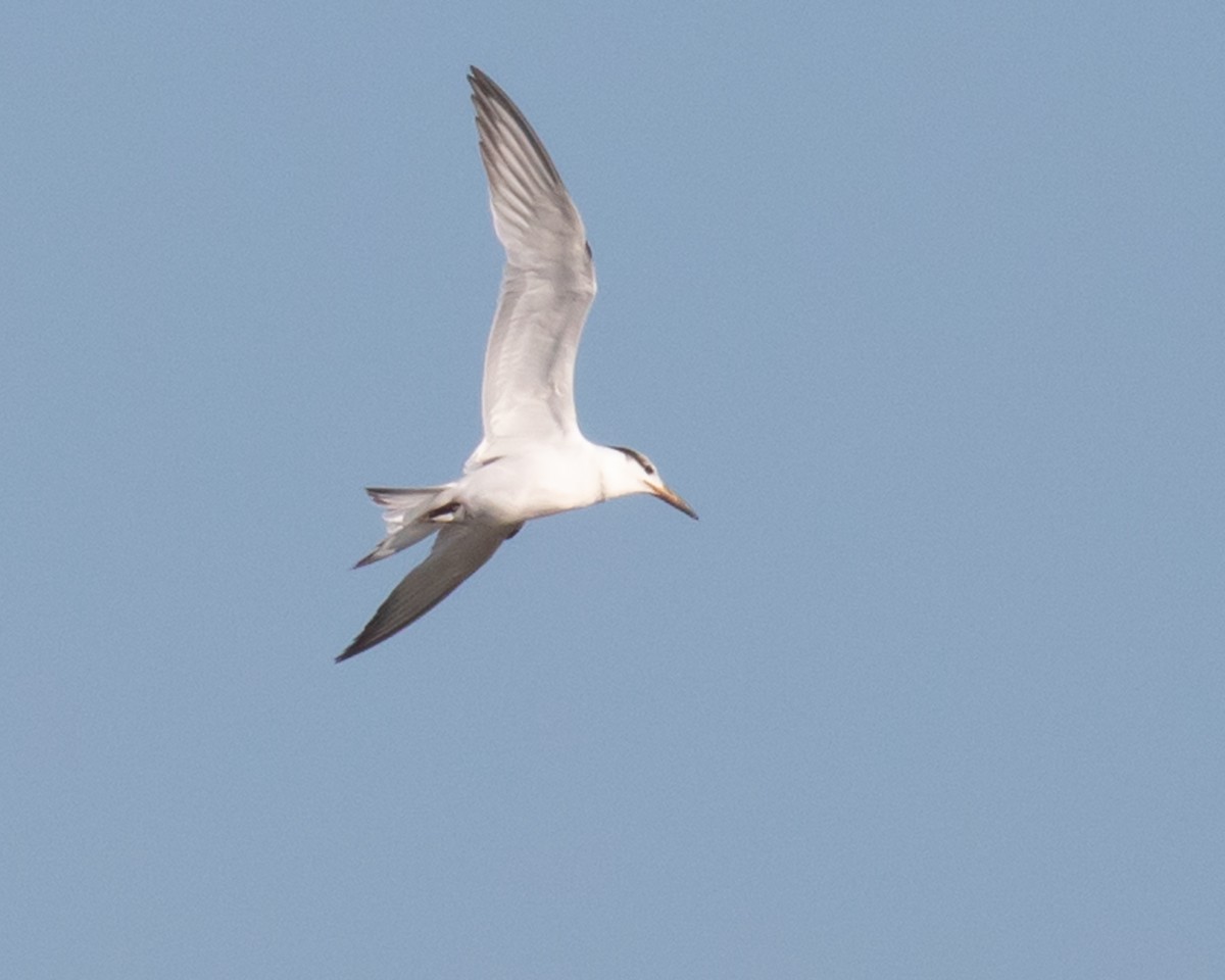 Royal Tern - Letha Slagle