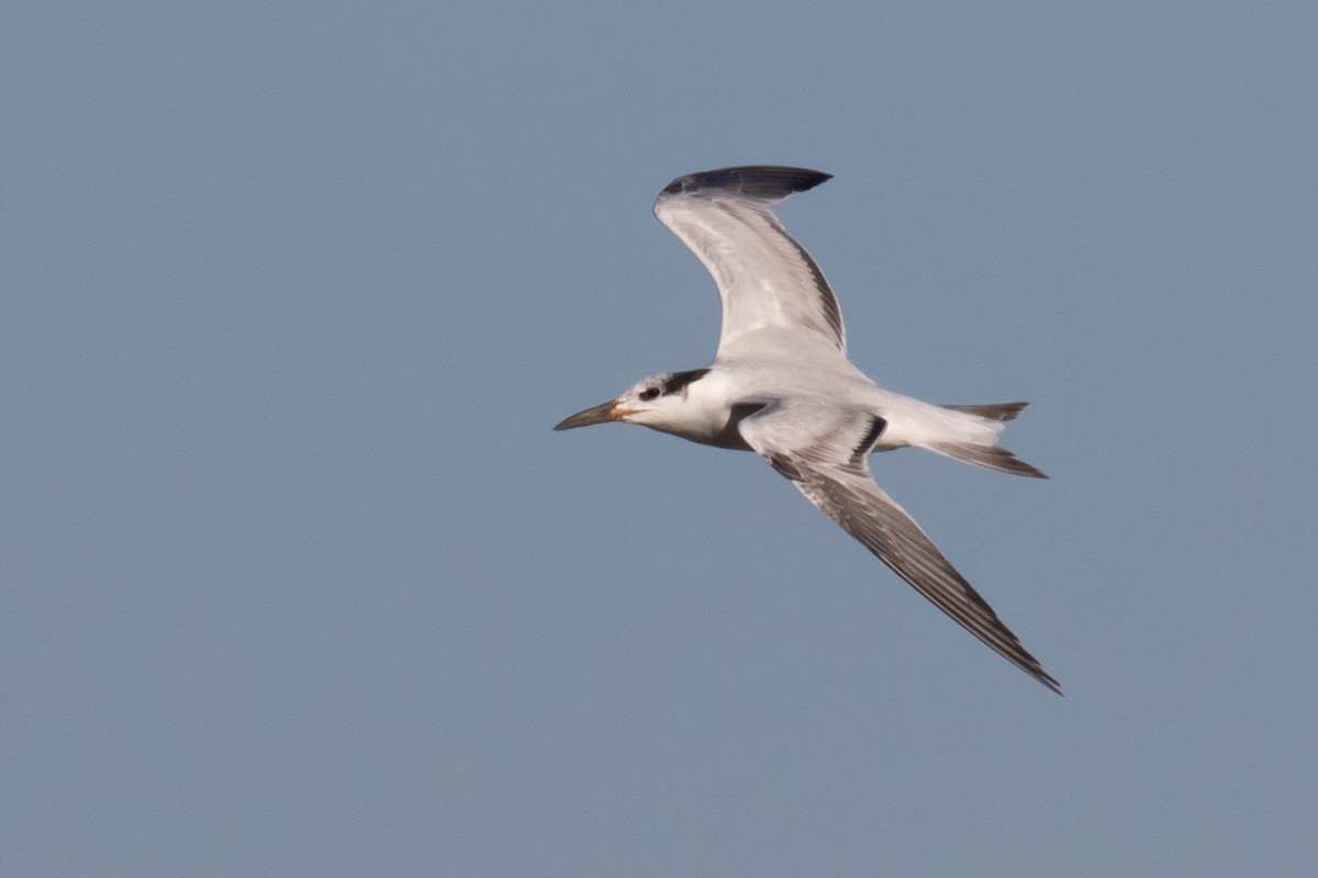 Royal Tern - Letha Slagle