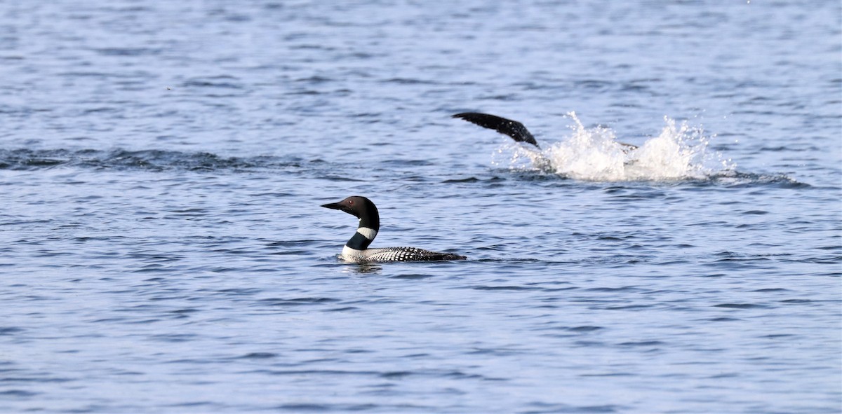 Common Loon - ML596403291