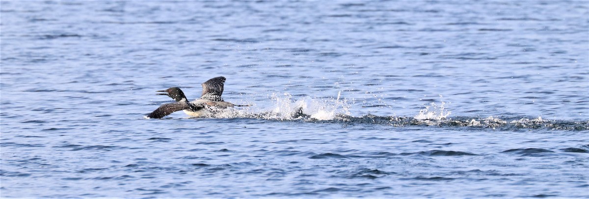 Common Loon - ML596403301