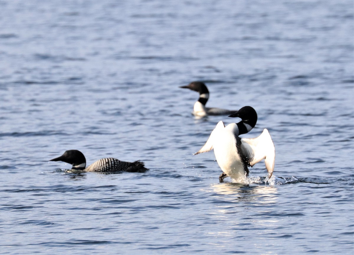 Common Loon - ML596403311