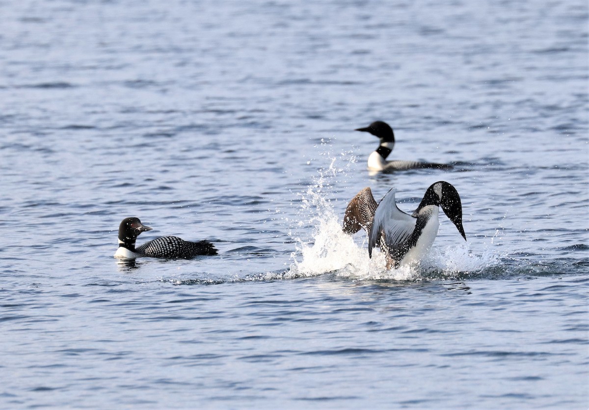 Common Loon - ML596403321