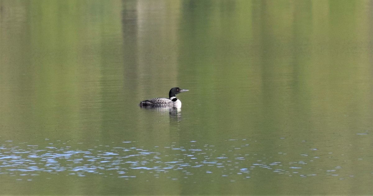 Common Loon - ML596403761