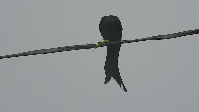 Black Drongo - ML596404021