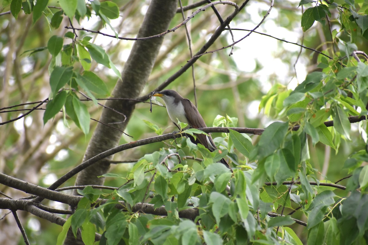 Yellow-billed Cuckoo - Luke Thompson