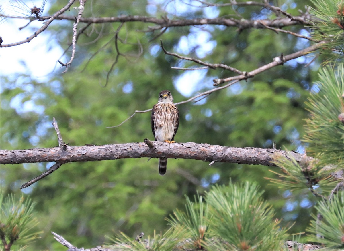 Merlin - ML596404981