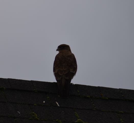 Chimango Caracara - Felipe Undurraga