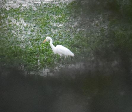 Great Egret - ML596407331