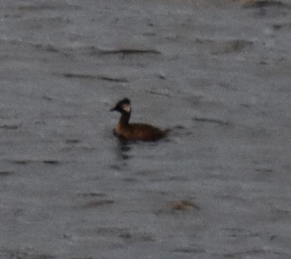 White-tufted Grebe - Felipe Undurraga