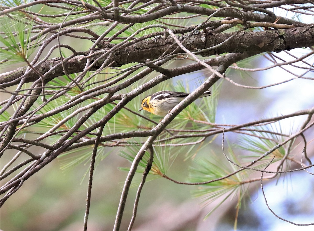 hemlokkparula - ML596408271