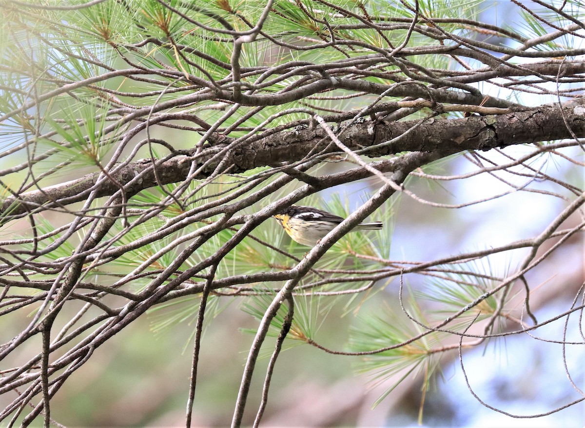 hemlokkparula - ML596408291