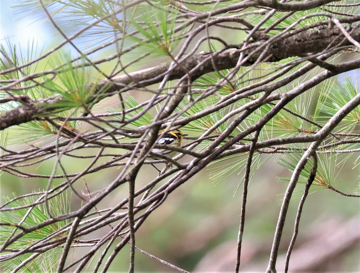 hemlokkparula - ML596408301