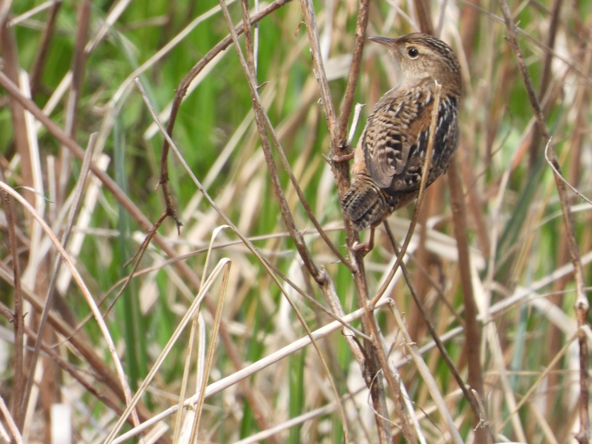 Sedge Wren - ML596409321