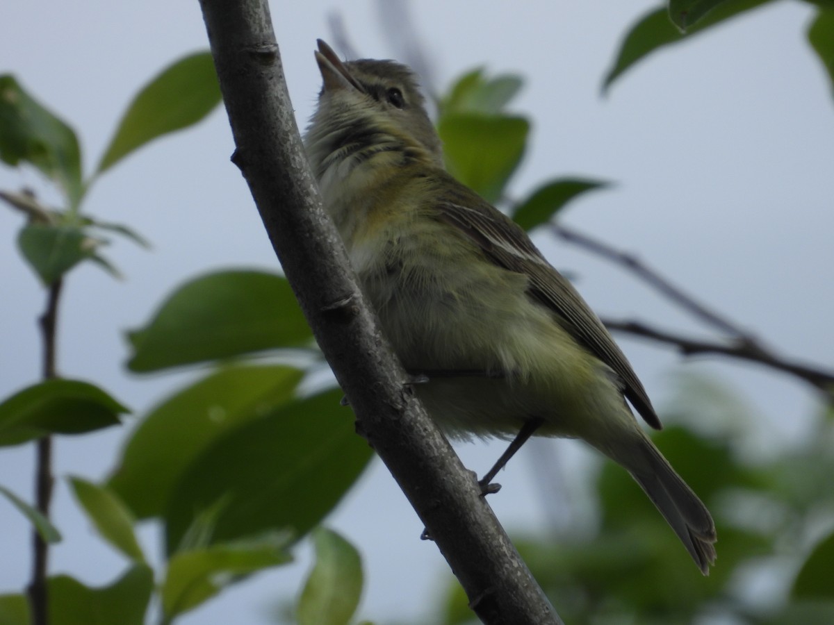 Bell's Vireo - Matthew Thompson