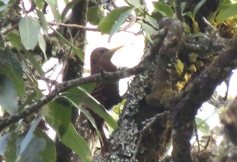 Rufous-bellied Woodpecker - ML596410231