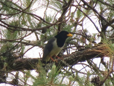 Yellow-billed Blue-Magpie - ML596410501