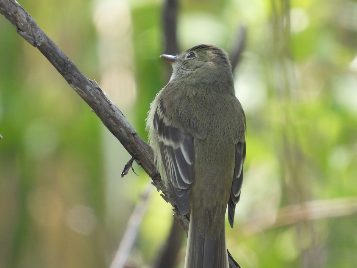 Alder/Willow Flycatcher (Traill's Flycatcher) - Matthew Thompson