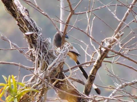 Rufous Treepie - ML596410581