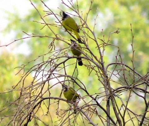 Crested Finchbill - ML596410601