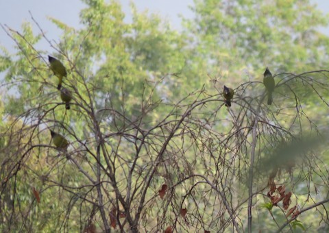 Crested Finchbill - ML596410711