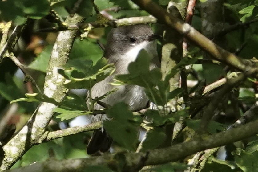 Lesser Whitethroat - ML596410771