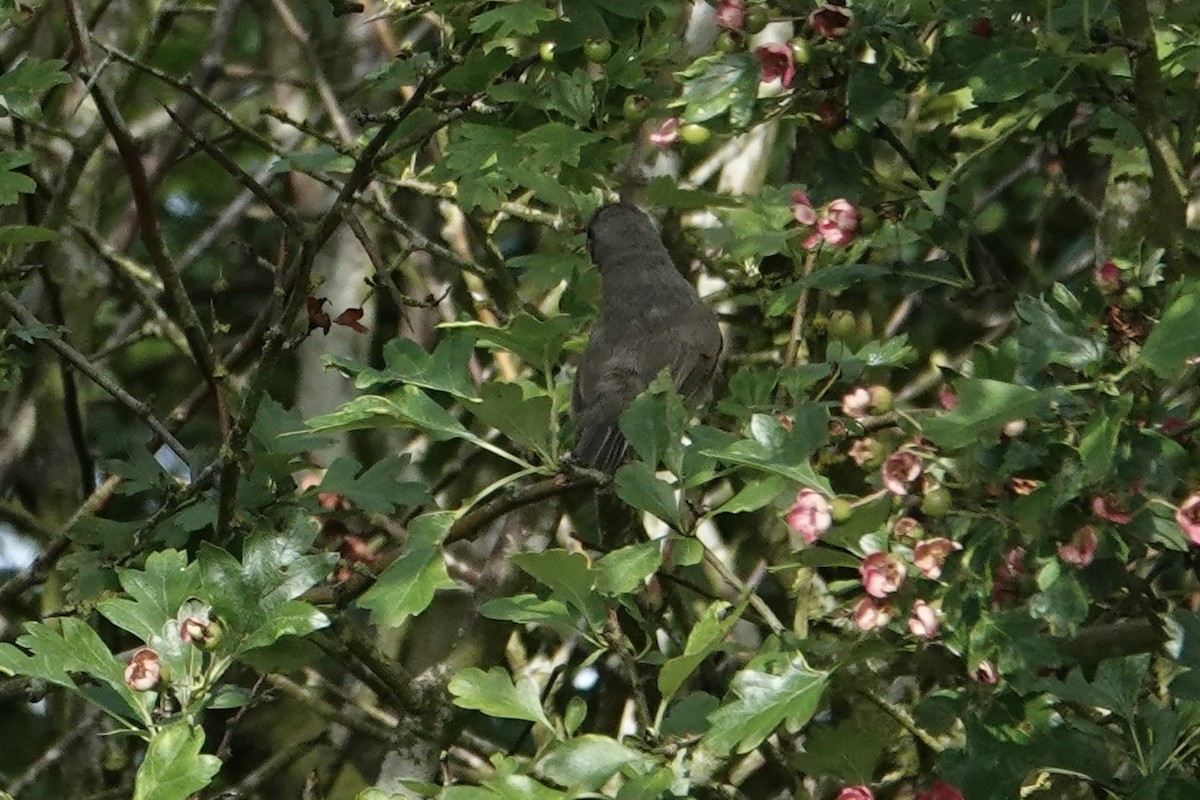 Lesser Whitethroat - ML596410781