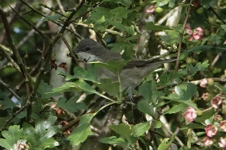 Lesser Whitethroat - ML596410791