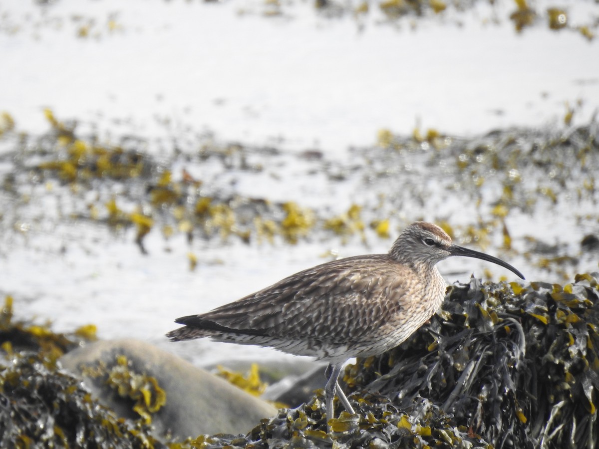 Whimbrel - ML596410861