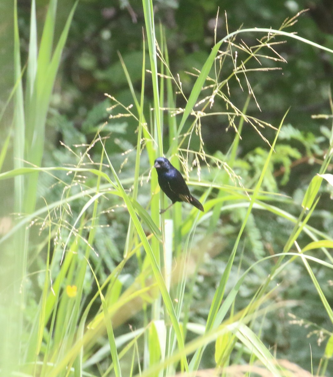 Blue-black Grassquit - ML596411251