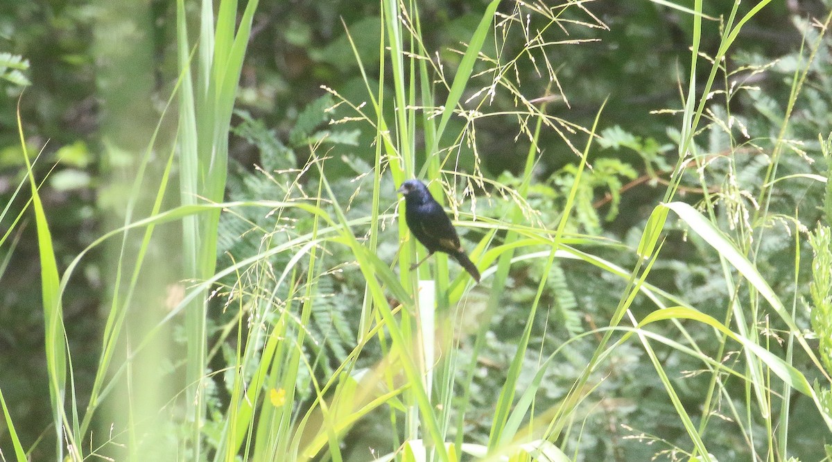 Blue-black Grassquit - ML596411261