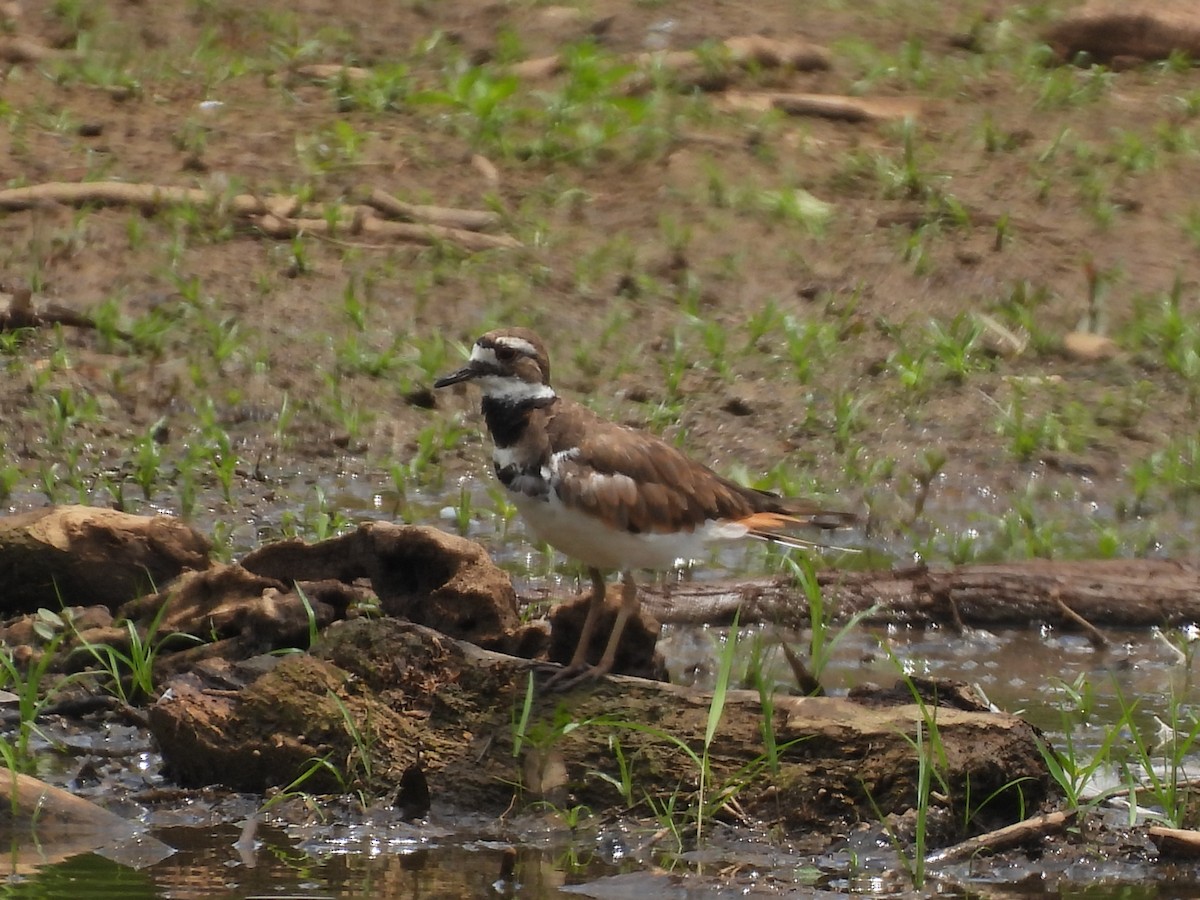 Killdeer - ML596412911