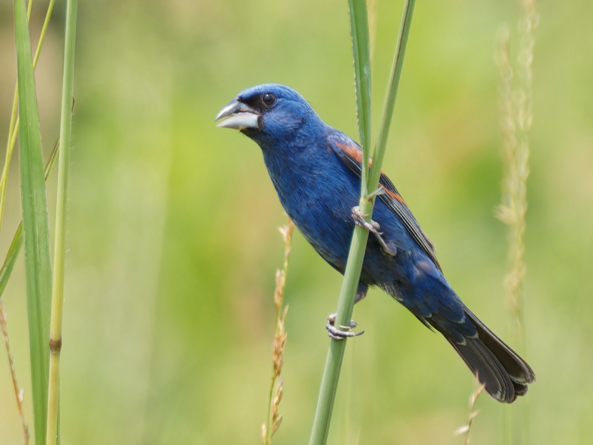 Blue Grosbeak - ML596413471