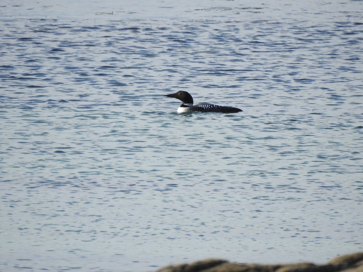 Common Loon - ML596413771