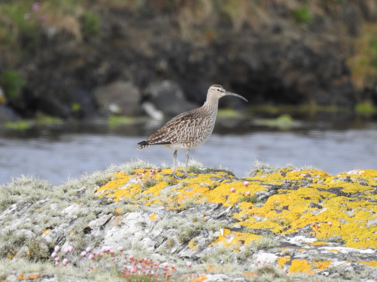 Whimbrel - ML596413851