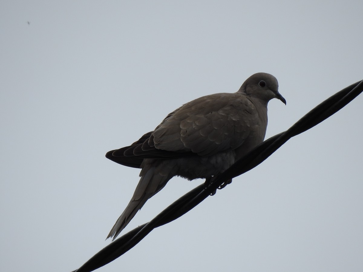 Eurasian Collared-Dove - ML596413931