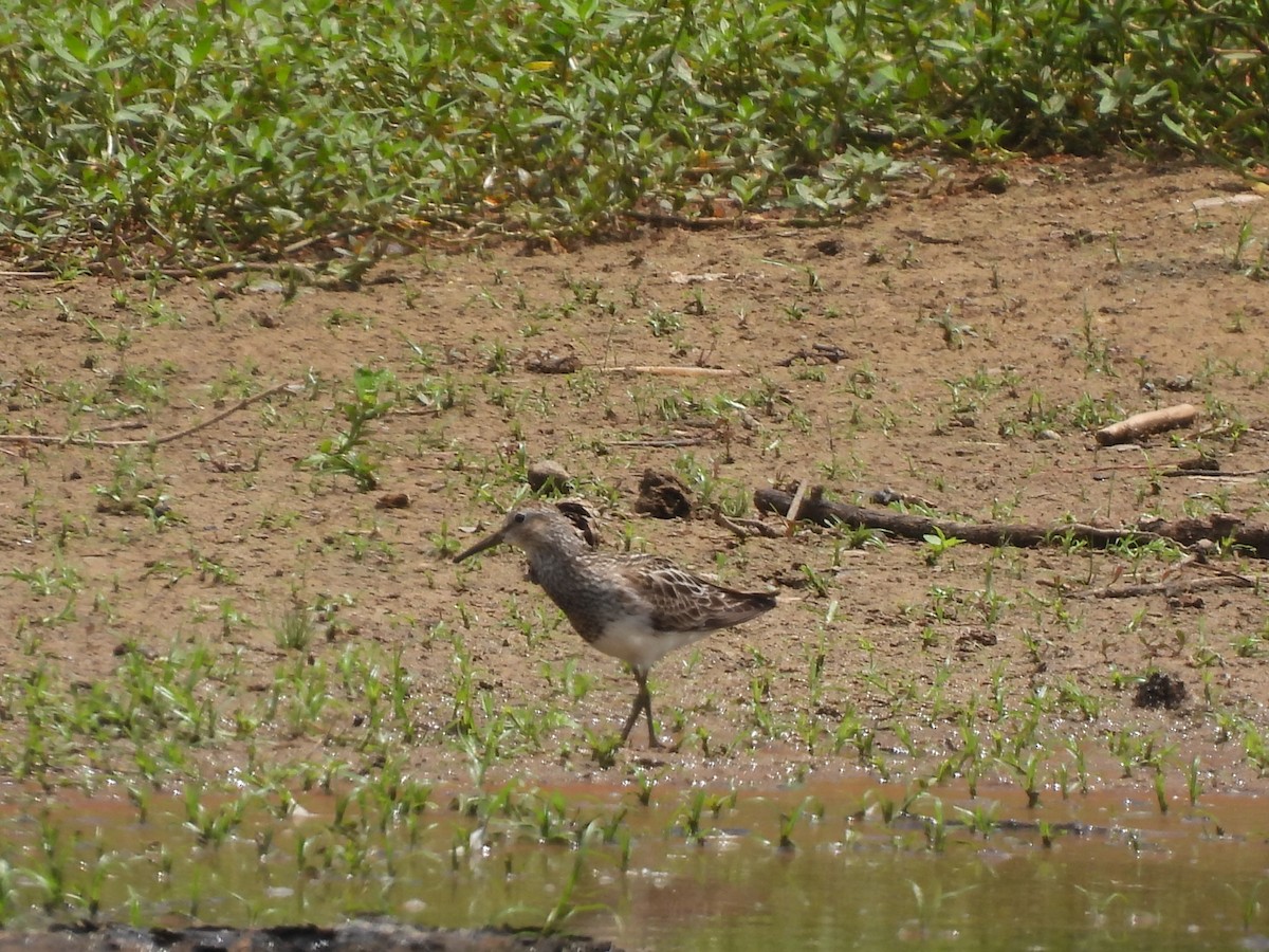 Pectoral Sandpiper - John McMahan