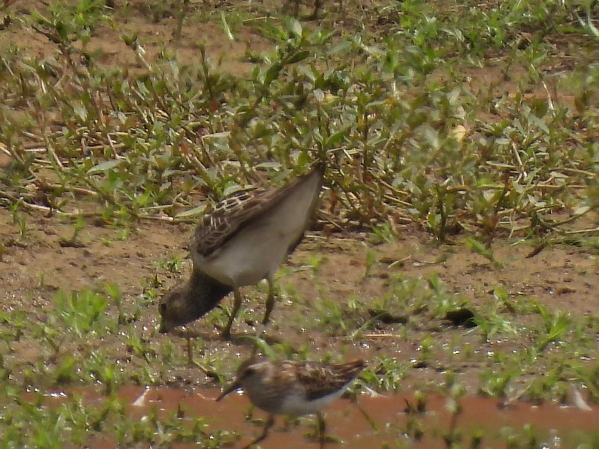 Pectoral Sandpiper - John McMahan