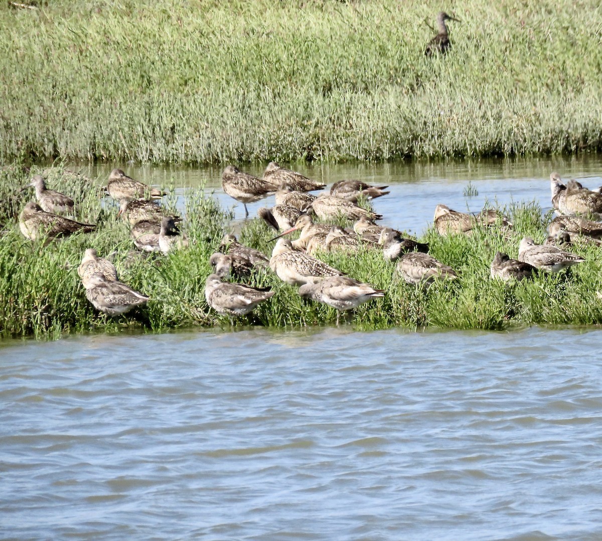 Marbled Godwit - ML596415421